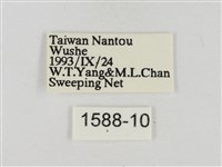 淡褐脈粉蝶藏品圖，第3張