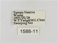淡褐脈粉蝶藏品圖，第3張