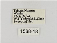淡褐脈粉蝶藏品圖，第3張