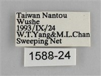 青眼蛺蝶、孔雀青蛺蝶藏品圖，第3張