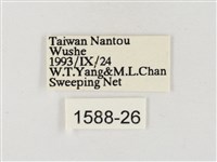星黃蝶藏品圖，第3張