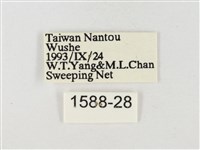 星黃蝶藏品圖，第3張