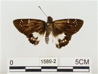 白裙弄蝶藏品圖，第1張