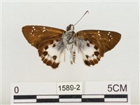 白裙弄蝶藏品圖，第2張