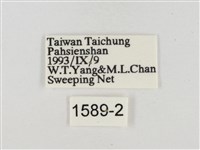 白裙弄蝶藏品圖，第3張