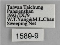 細帶環蛺蝶藏品圖，第3張