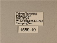 苧麻細蝶藏品圖，第3張