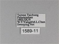 苧麻細蝶藏品圖，第3張