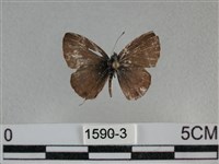 波灰蝶藏品圖，第1張