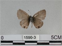 波灰蝶藏品圖，第2張