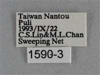 波灰蝶藏品圖，第3張