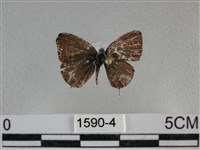 波灰蝶藏品圖，第1張