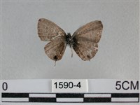 波灰蝶藏品圖，第2張