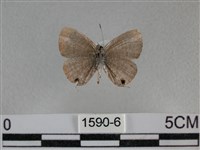 波灰蝶藏品圖，第2張