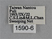 波灰蝶藏品圖，第3張