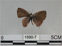 波灰蝶藏品圖，第1張