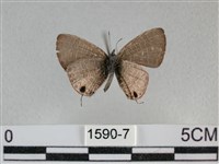 波灰蝶藏品圖，第2張