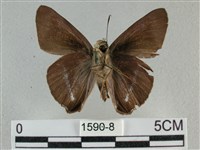 圓翅絨弄蝶藏品圖，第2張