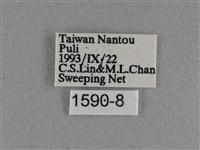 圓翅絨弄蝶藏品圖，第3張