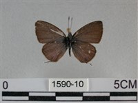 波灰蝶藏品圖，第1張