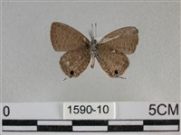 波灰蝶藏品圖，第2張