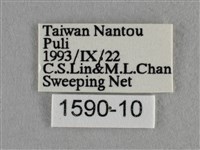 波灰蝶藏品圖，第3張