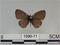 波灰蝶藏品圖，第1張