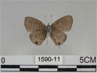 波灰蝶藏品圖，第2張