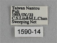 散紋盛蛺蝶藏品圖，第3張