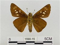 巨褐弄蝶藏品圖，第2張