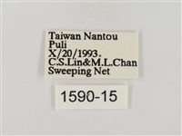 巨褐弄蝶藏品圖，第3張