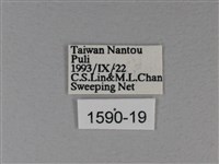 白裳貓蛺蝶藏品圖，第3張