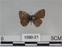 波灰蝶藏品圖，第1張