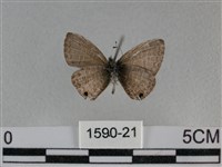 波灰蝶藏品圖，第2張