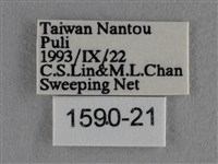 波灰蝶藏品圖，第3張