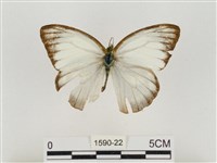 淡褐脈粉蝶藏品圖，第1張