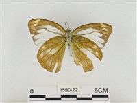 淡褐脈粉蝶藏品圖，第2張