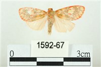 三色豔苔蛾藏品圖，第1張