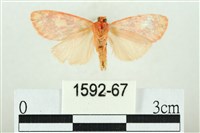 三色豔苔蛾藏品圖，第2張