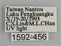 藍紋鋸眼蝶藏品圖，第3張