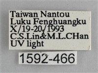 藍紋鋸眼蝶藏品圖，第3張