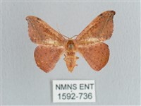 接骨木帶鉤蛾藏品圖，第1張