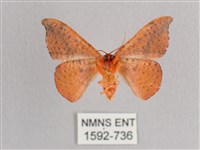 接骨木帶鉤蛾藏品圖，第2張