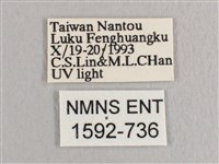 接骨木帶鉤蛾藏品圖，第3張