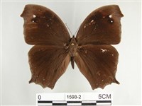 森林暮眼蝶、黑樹蔭蝶藏品圖，第1張