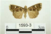 白斑散紋夜蛾藏品圖，第1張