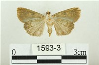 白斑散紋夜蛾藏品圖，第2張