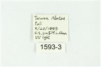 白斑散紋夜蛾藏品圖，第3張