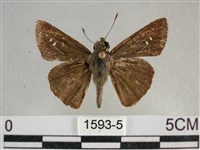 尖翅褐弄蝶藏品圖，第1張