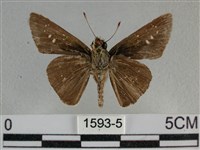 尖翅褐弄蝶藏品圖，第2張